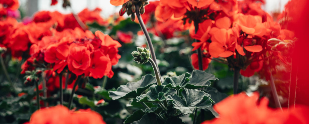 Fragancias ambientadores ecológicos