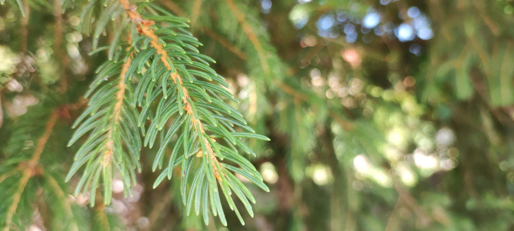Fragancias ambientadores ecológicos