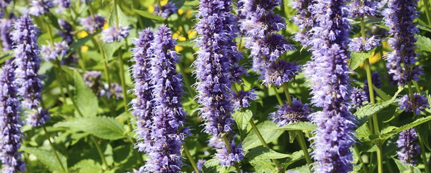 Fragancias ambientadores ecológicos