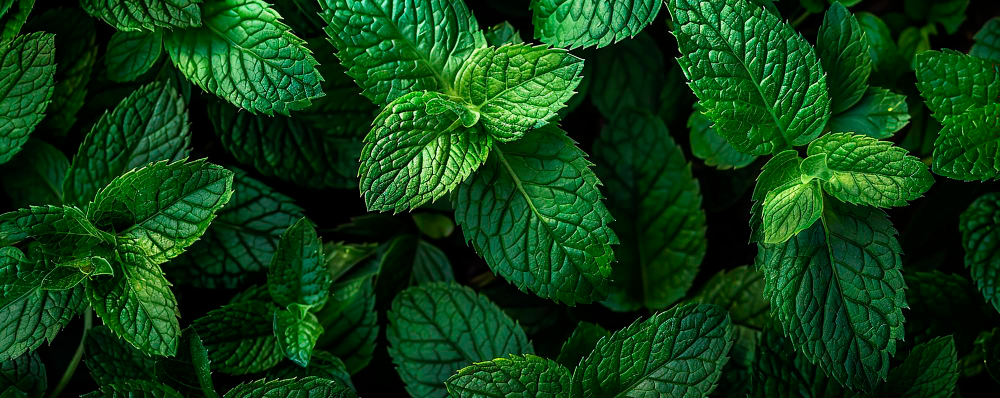 Ingredientes naturales más usados en ambientadores ecológicos