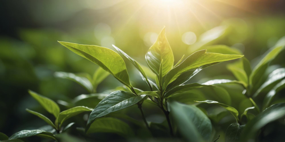 Ingredientes naturales más usados en ambientadores ecológicos