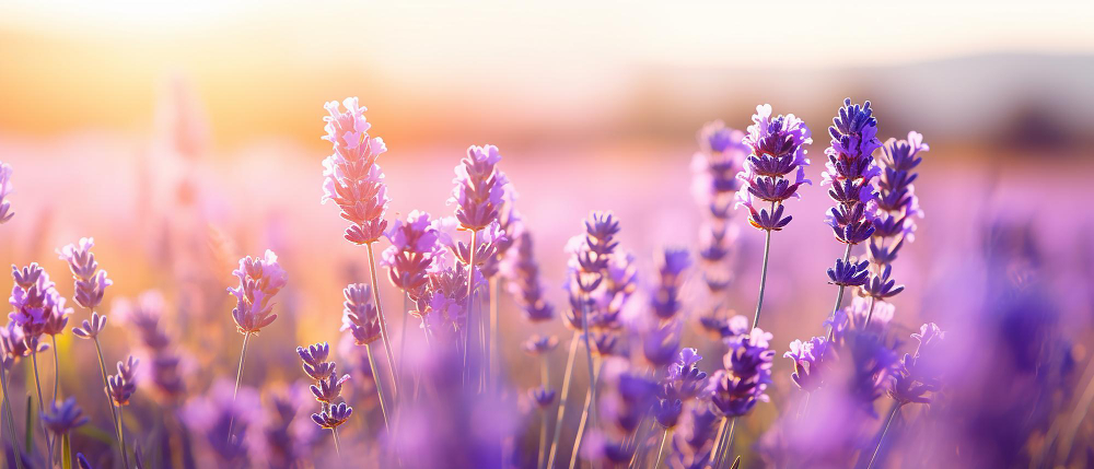 Como eliminar malos olores con ambientadores naturales