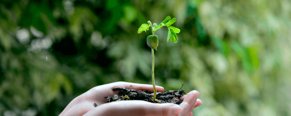 Cómo elegir el mejor ambientador ecológico según tu estilo de vida