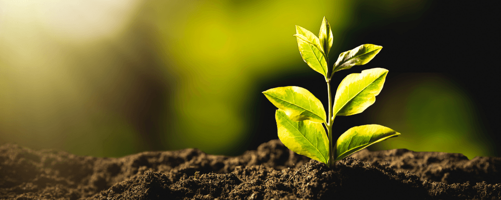 Cómo elegir el mejor ambientador ecológico según tu estilo de vida